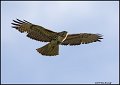 6319 red-tailed hawk